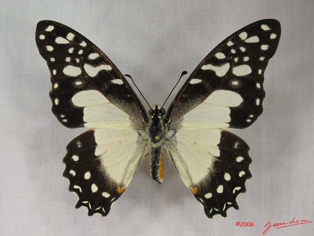 017 Lepidoptere (FD) Papilionidae Graphium angolanus IMG_3720WTMK.JPG