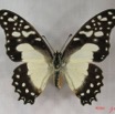 017 Lepidoptere (FD) Papilionidae Graphium angolanus IMG_3720WTMK.JPG