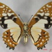 018 Lepidoptere (FV) Papilionidae Graphium angolanus IMG_3721WTMK.JPG