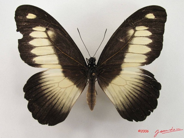 019 Lepidoptere (FD) Papilionidae Papilio zenobia f IMG_4812WTMK.JPG