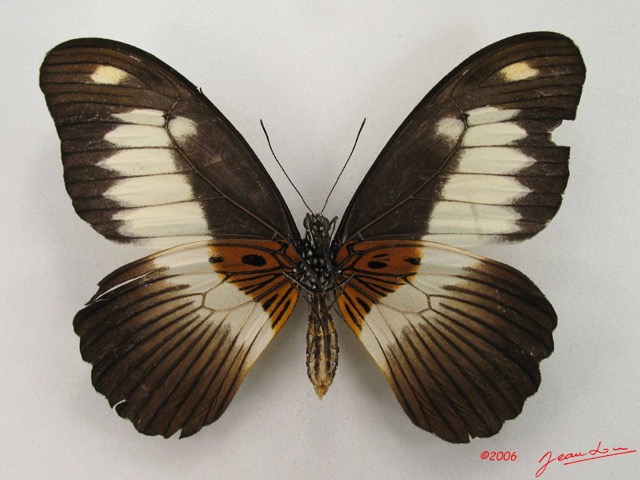020 Lepidoptere (FV) Papilionidae Papilio zenobia f IMG_4813WTMK.JPG