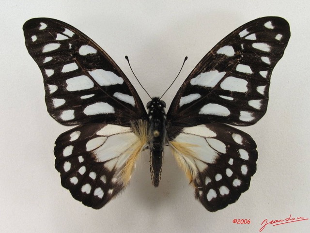 021 Lepidoptere (FD) Papilionidae Graphium leonidas IMG_5163WTMK.JPG