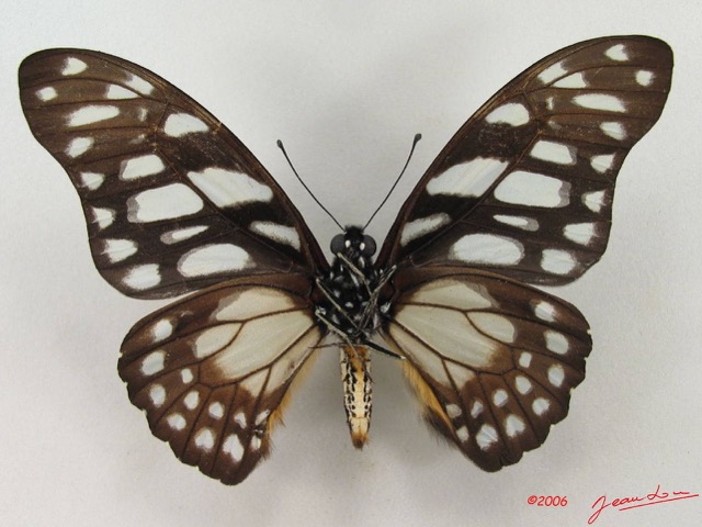 022 Lepidoptere (FV) Papilionidae Graphium leonidas IMG_5164WTMK.JPG