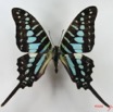 023 Lepidoptere (FD) Papilionidae Graphium policenes IMG_5166WTMK.JPG