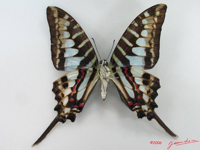 024 Lepidoptere (FV) Papilionidae Graphium policenes IMG_5167WTMK.JPG