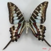 024 Lepidoptere (FV) Papilionidae Graphium policenes IMG_5167WTMK.JPG