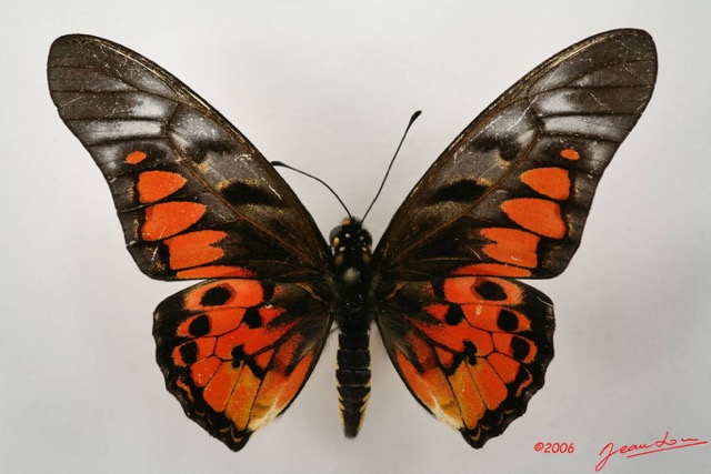 025 Lepidoptere (FD) Papilionidae Graphium ridleyanus IMG_1402WTMK.JPG