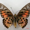 026 Lepidoptere (FV) Papilionidae Graphium ridleyanus IMG_1404WTMK.JPG