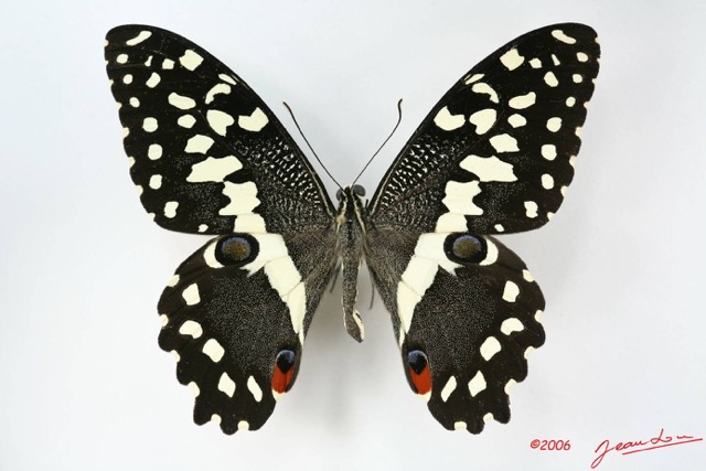 027 Lepidoptere (FD) Papilionidae Papilio demodocus IMG_1703WTMK.JPG