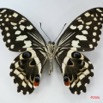 028 Lepidoptere (FV) Papilionidae Papilio demodocus IMG_1707WTMK.JPG