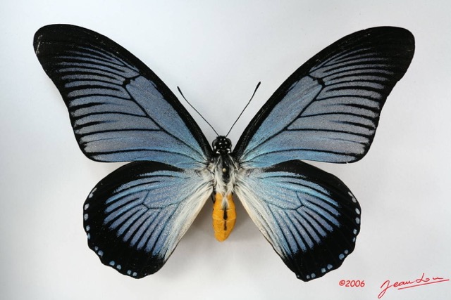 029 Lepidoptere (FD) Papilionidae Papilio zalmoxis m IMG_1737WTMK.JPG