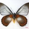 030 Lepidoptere (FV) Papilionidae Papilio zalmoxis m IMG_1740WTMK.JPG
