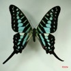 031 Lepidoptere (FD) Papilionidae Graphium policenes IMG_3228WTMK.JPG