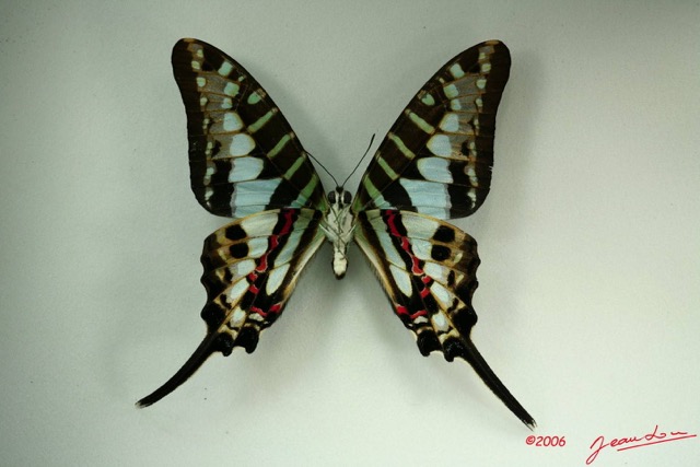 032 Lepidoptere (FV) Papilionidae Graphium policenes IMG_3229WTMK.JPG
