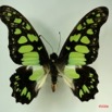 033 Lepidoptere (FD) Papilionidae Graphium tyndareus IMG_3234WTMK.JPG