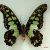 034 Lepidoptere (FV) Papilionidae Graphium tyndareus IMG_3235WTMK.JPG