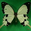 035 Lepidoptere (FD) Papilionidae Papilio dardanus m IMG_3240WTMK.JPG