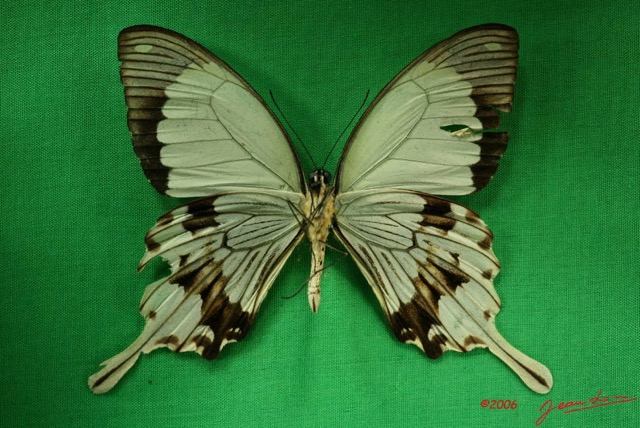 036 Lepidoptere (FV) Papilionidae Papilio dardanus m IMG_3241WTMK.JPG