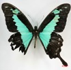 037 Lepidoptere (FD) Papilionidae Papilio phorcas m IMG_3488WTMK.jpg