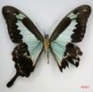 038 Lepidoptere (FV) Papilionidae Papilio phorcas m IMG_3491WTMK.jpg