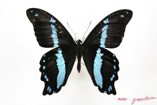 039 Lepidoptere (FD) Papilionidae Papilio nireus 7IMG_5133WTMK.JPG