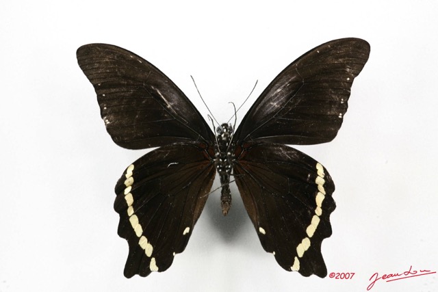 040 Lepidoptere (FV) Papilionidae Papilio nireus 7IMG_5135WTMK.JPG