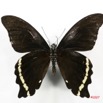 040 Lepidoptere (FV) Papilionidae Papilio nireus 7IMG_5135WTMK.JPG