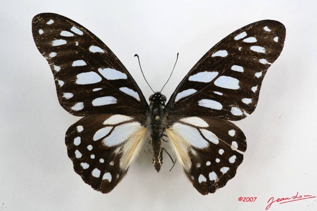 041 Lepidoptere (FD) Papilionidae Graphium leonidas m 7IMG_5842WTMK.JPG