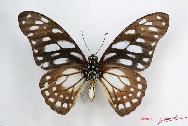 042 Lepidoptere (FV) Papilionidae Graphium leonidas m 7IMG_5847WTMK.JPG