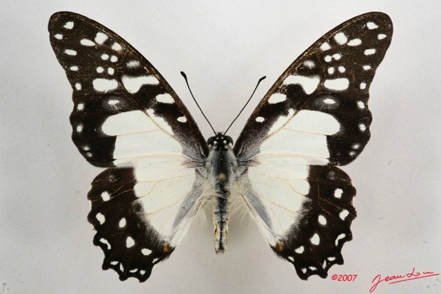 043 Lepidoptere (FD) Papilionidae Graphium angolanus 7IMG_6579WTMK.JPG