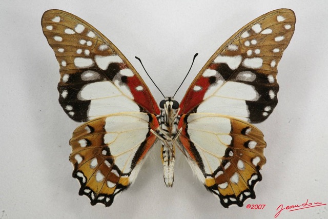 044 Lepidoptere (FV) Papilionidae Graphium angolanus 7IMG_6582WTMK.JPG