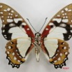 044 Lepidoptere (FV) Papilionidae Graphium angolanus 7IMG_6582WTMK.JPG