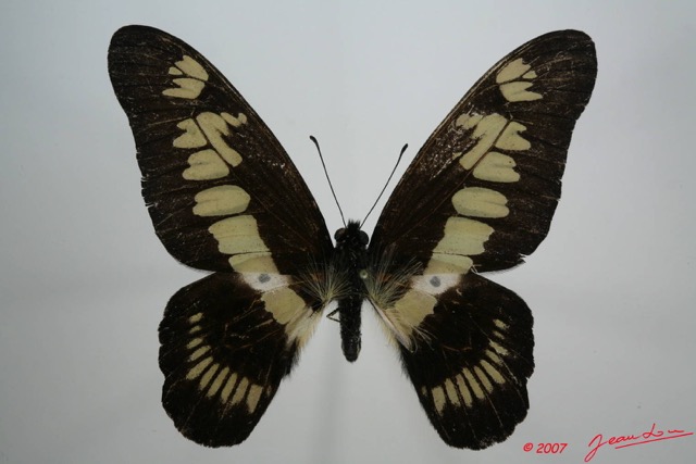 045 Lepidoptere (FD) Papilionidae Graphium latreillianus theorini 7EIMG_0210WTMK.JPG