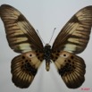 046 Lepidoptere (FV) Papilionidae Graphium latreillianus theorini 7EIMG_0211WTMK.JPG