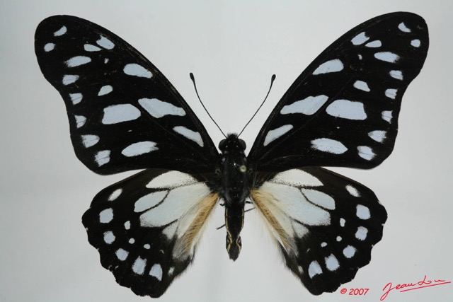 047 Lepidoptere (FD) Papilionidae Graphium leonidas 7EIMG_0226WTMK.JPG