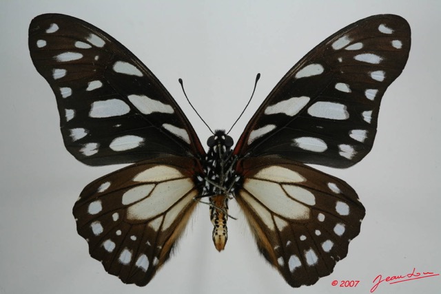 048 Lepidoptere (FV) Papilionidae Graphium leonidas 7EIMG_0227WTMK.JPG