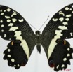 049 Lepidoptere (FD) Papilionidae Papilio demodocus f 7EIMG_1194WTMK.JPG