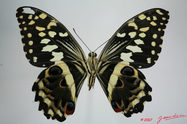 050 Lepidoptere (FV) Papilionidae Papilio demodocus f 7EIMG_1195WTMK.JPG