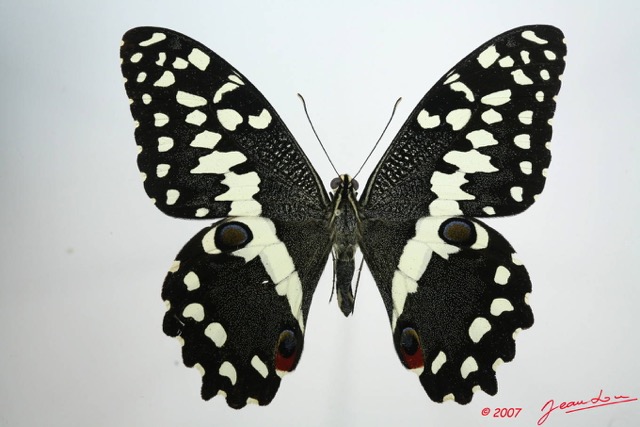 051 Lepidoptere (FD) Papilionidae Papilio demodocus m 7EIMG_1183WTMK.JPG