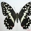 051 Lepidoptere (FD) Papilionidae Papilio demodocus m 7EIMG_1183WTMK.JPG
