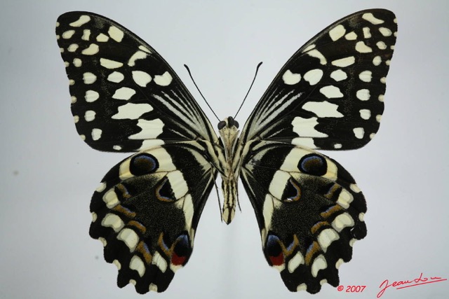 052 Lepidoptere (FV) Papilionidae Papilio demodocus m 7EIMG_1191WTMK.JPG