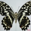 052 Lepidoptere (FV) Papilionidae Papilio demodocus m 7EIMG_1191WTMK.JPG