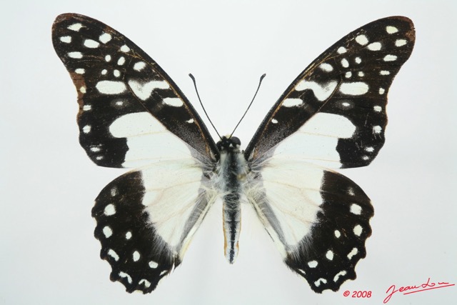 053 Lepidoptere (FD) Papilionidae Graphium angolanus 8EIMG_15941WTMK.jpg