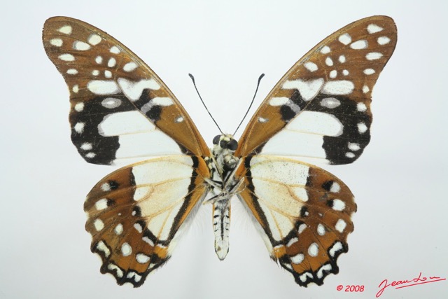 054 Lepidoptere (FV) Papilionidae Graphium angolanus 8EIMG_15943WTMK.jpg