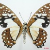 054 Lepidoptere (FV) Papilionidae Graphium angolanus 8EIMG_15943WTMK.jpg