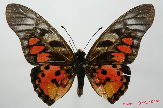 055 Lepidoptere (FD) Papilionidae Graphium ridleyanus m 8EIMG_18502WTMK.JPG