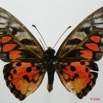 055 Lepidoptere (FD) Papilionidae Graphium ridleyanus m 8EIMG_18502WTMK.JPG