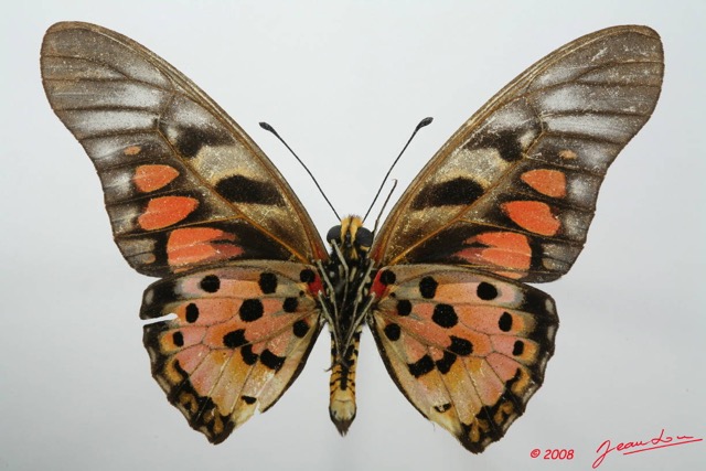 056 Lepidoptere (FV) Papilionidae Graphium ridleyanus m 8EIMG_18506WTMK.JPG