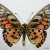 056 Lepidoptere (FV) Papilionidae Graphium ridleyanus m 8EIMG_18506WTMK.JPG