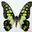 057 Lepidoptere (FD) Papilionidae Graphium tynderaeus m 8EIMG_18515WTMK.JPG